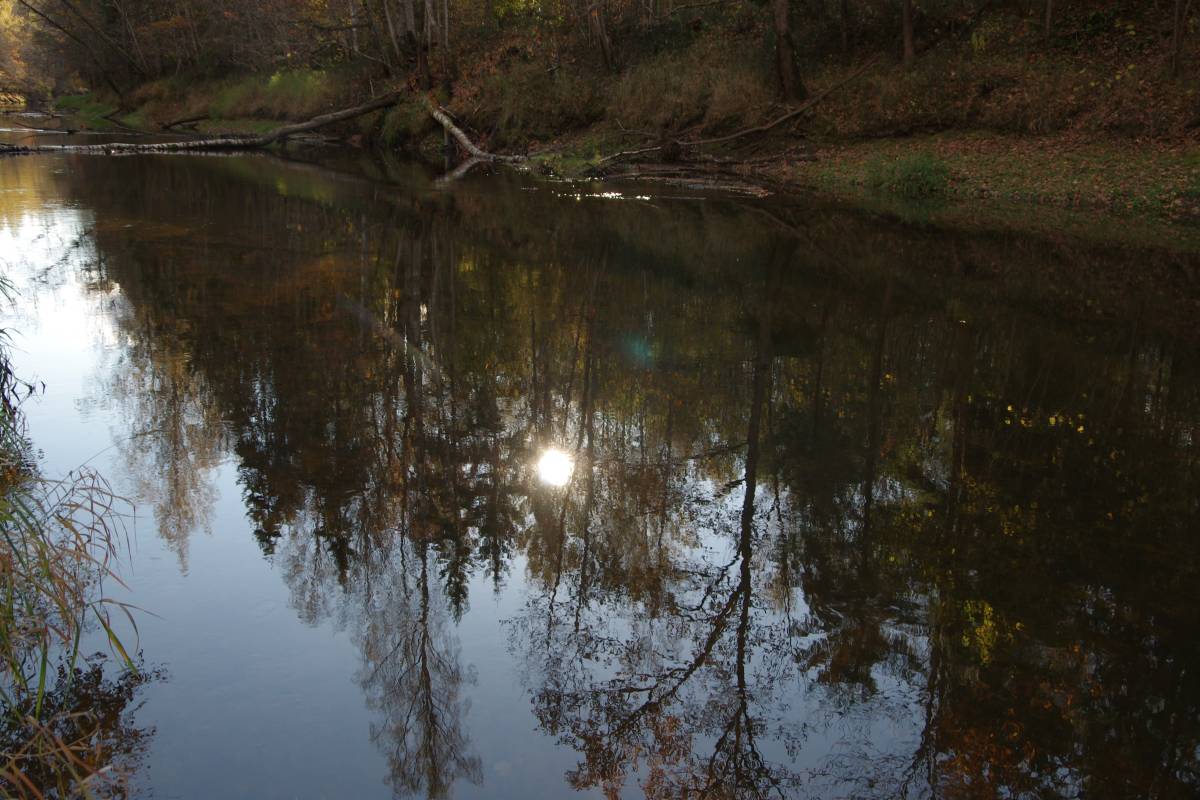 Pededze oaks