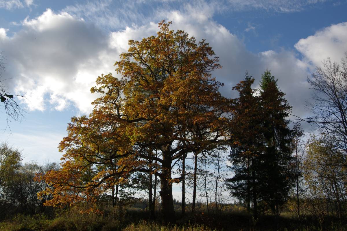 Pededze oaks