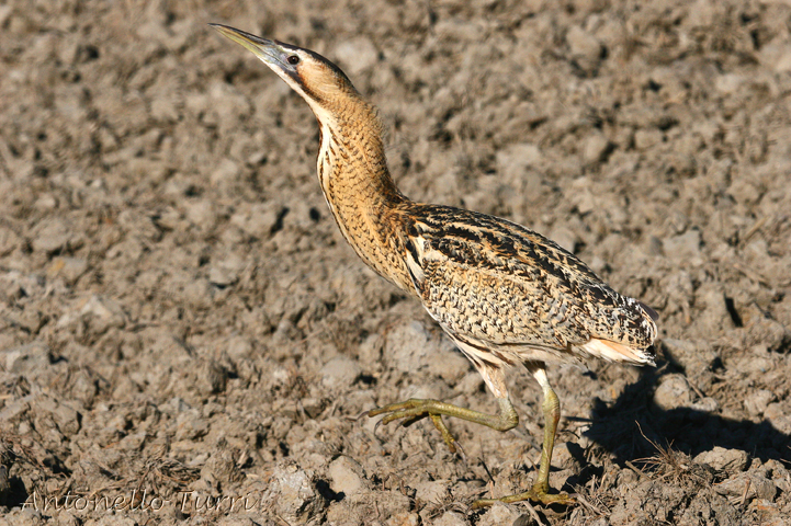 Eurasian Bittern