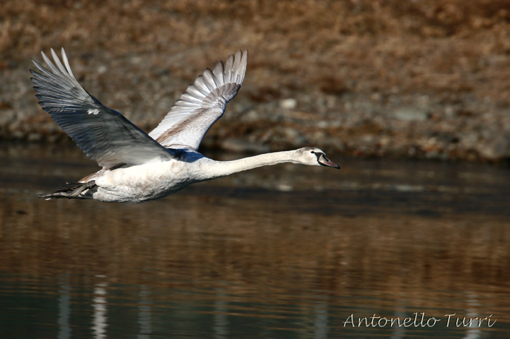 Mute Swan