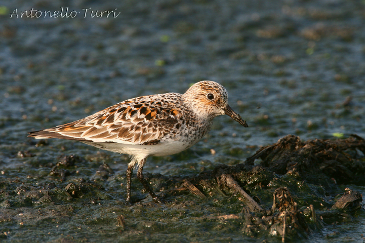 Sanderling