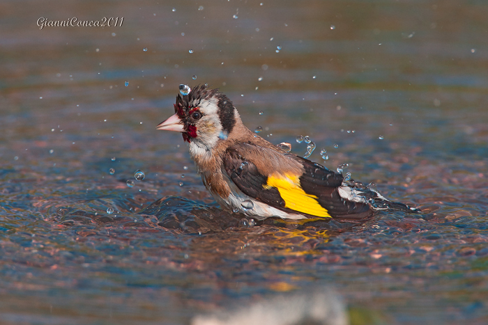 European Goldfinch