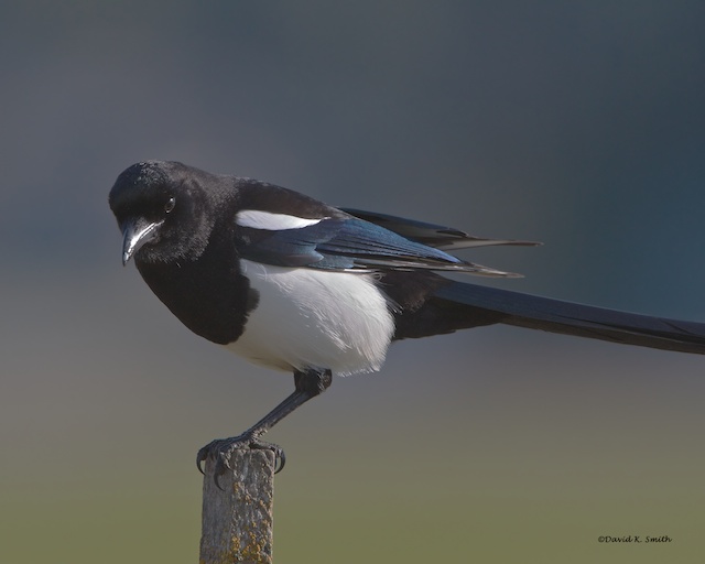 Magpie