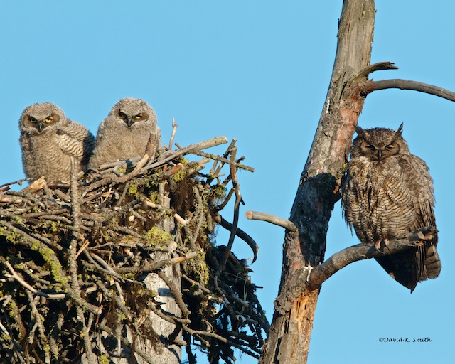 GREAT HORNED OWLS NEST