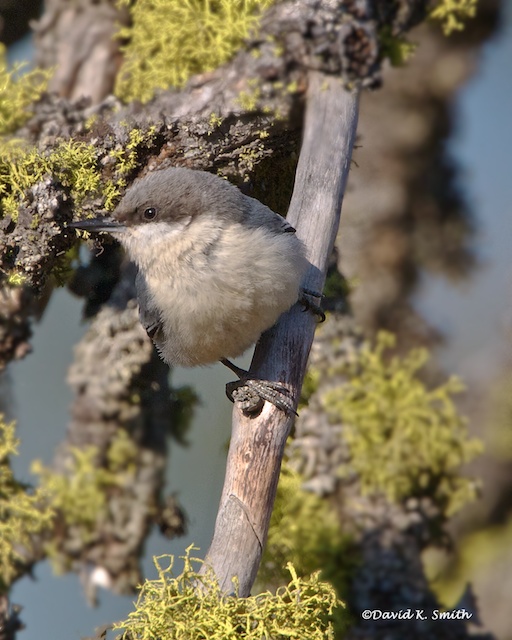 Pygmy Nuthatch