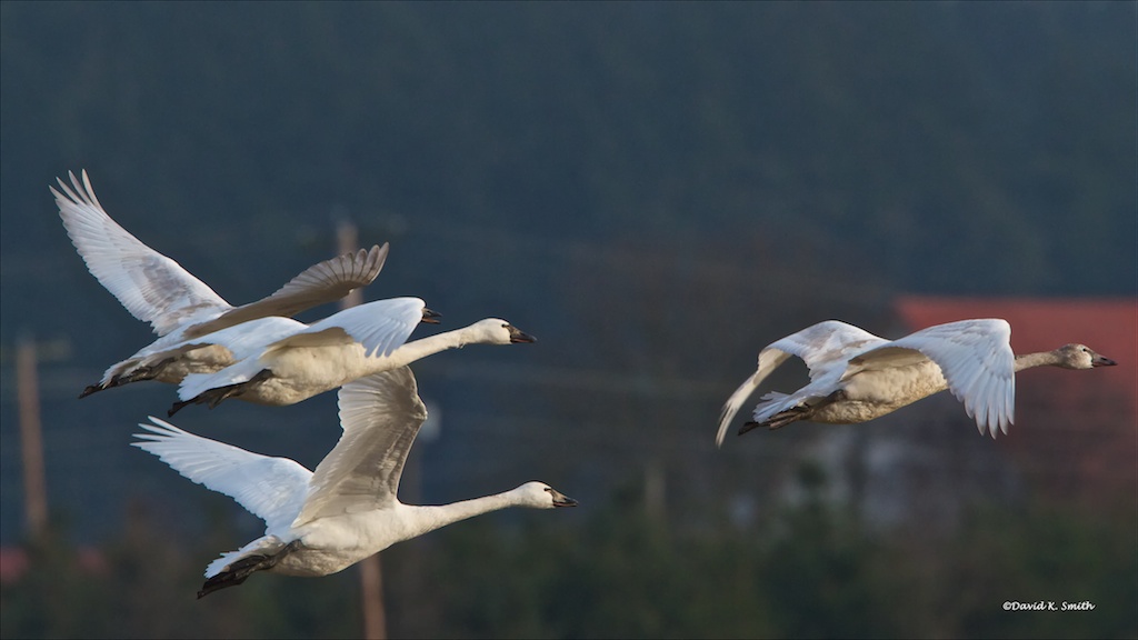 Swans Skagit Valley Fly Over