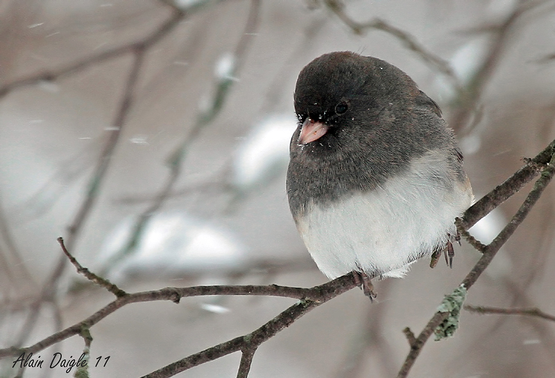 junco ardois