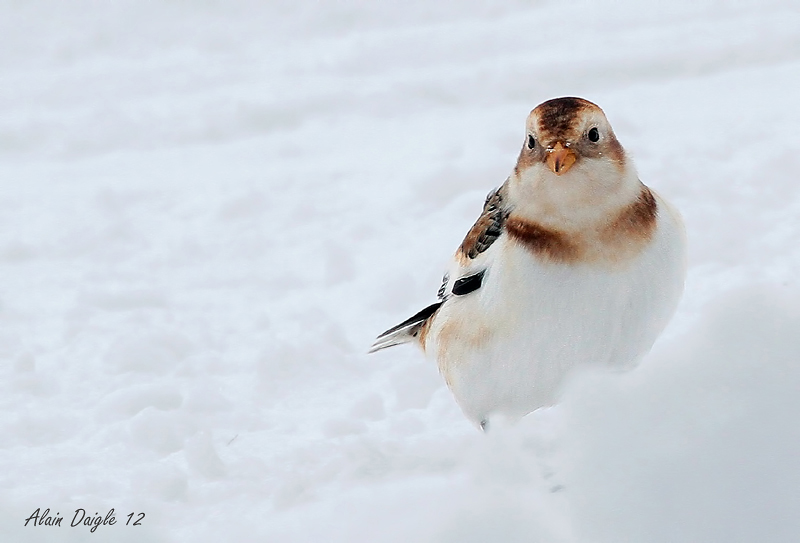 plectrophane des neiges