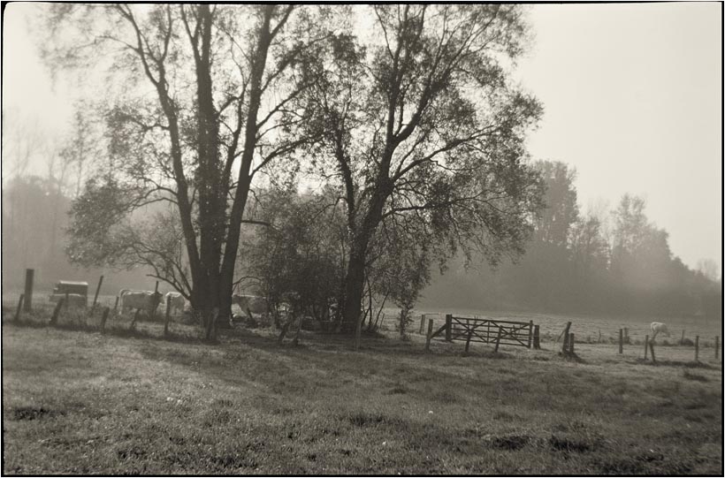 Kodak Brownie E six 20