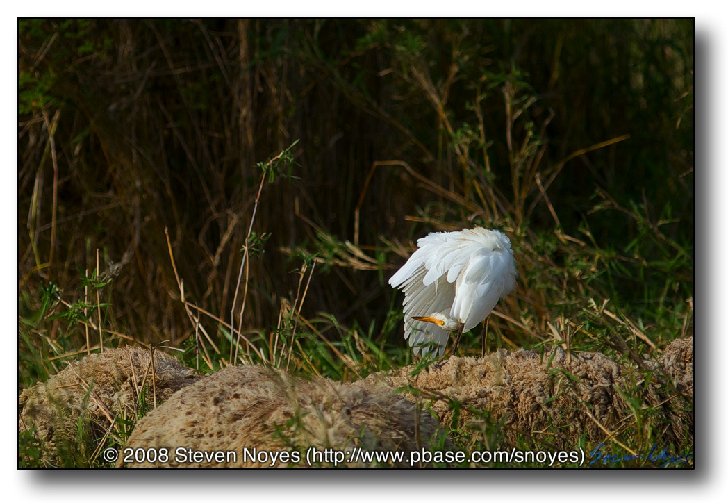 Sheep and Egret : Oahu Hawaii