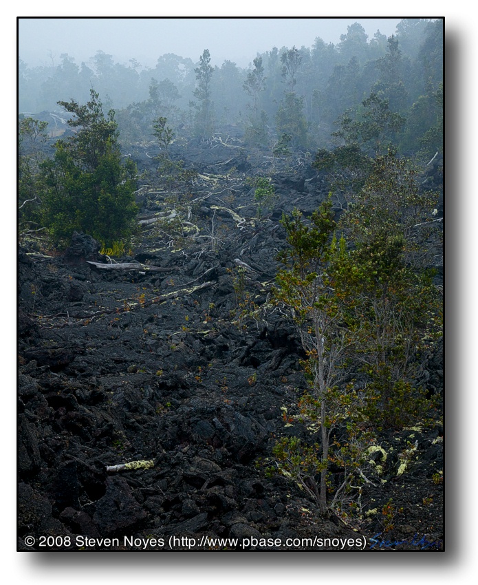 Devastation : Kilauea : Hawaii