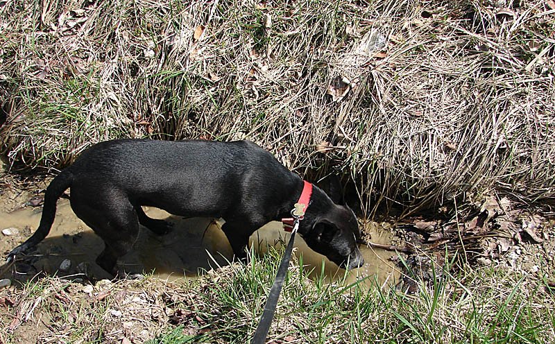 Nothing like muddy drinking water
