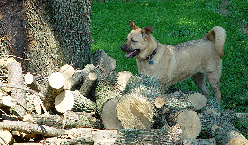 My balls in the woodpile.
