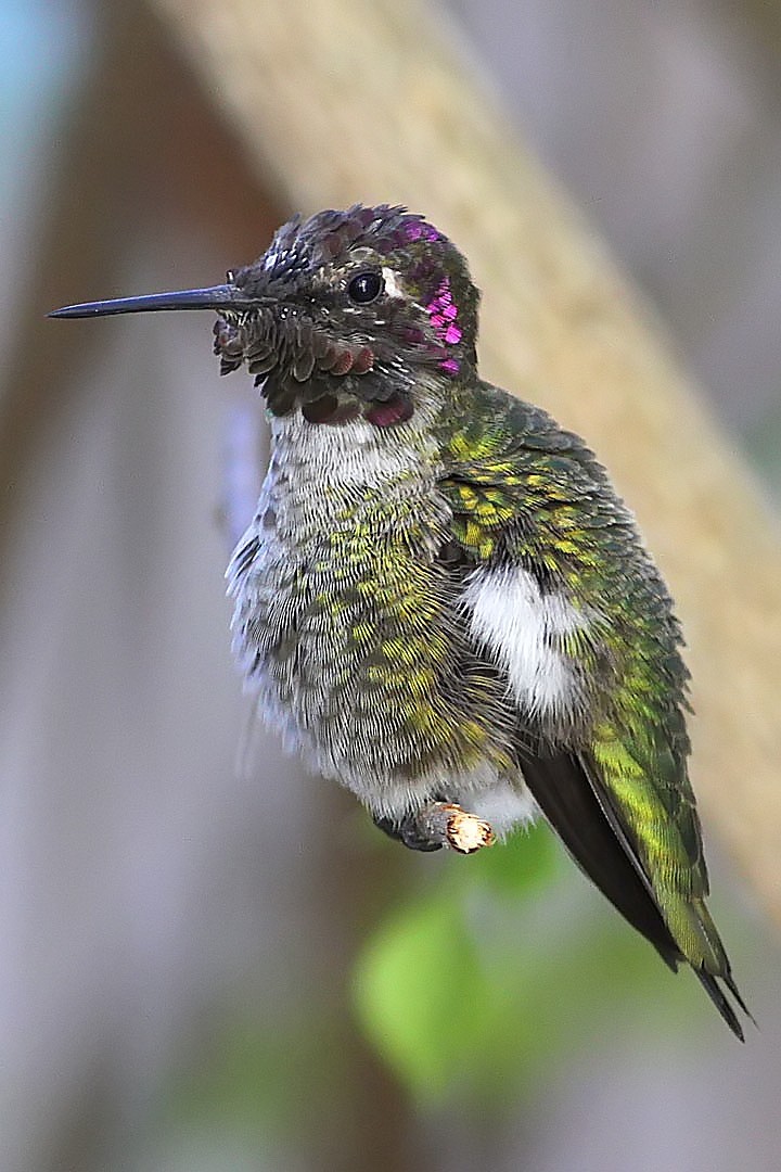 IMG_6048 hummer.jpg