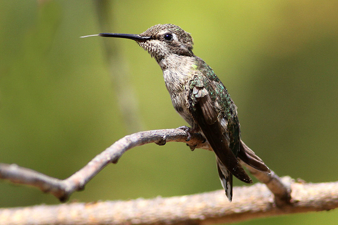 IMG_3517 hummers.jpg