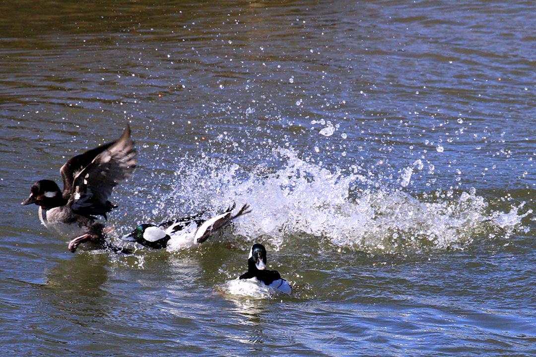 IMG_3516 copy.jpg