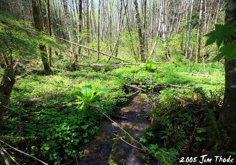 Lot 10 - Creek