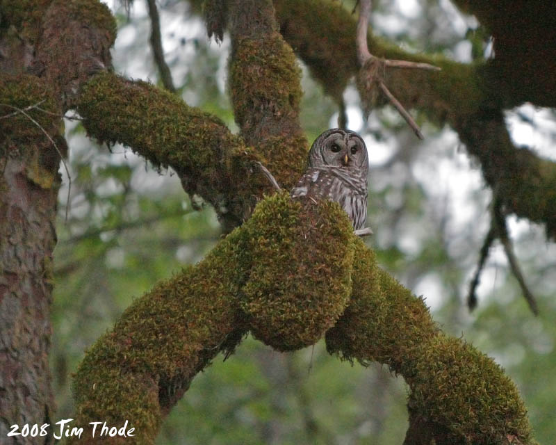 Barred Owl