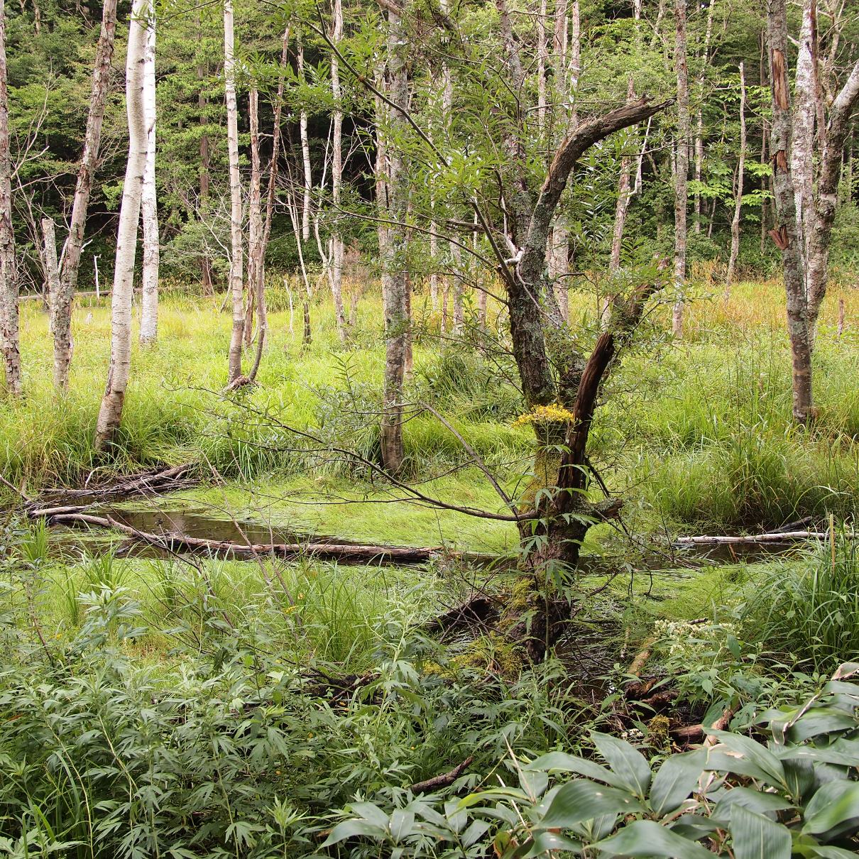 White Birch woods everywhere