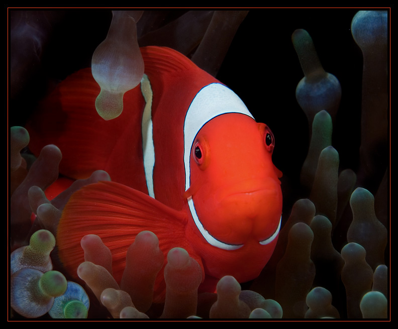 Spinecheek Anemonefish