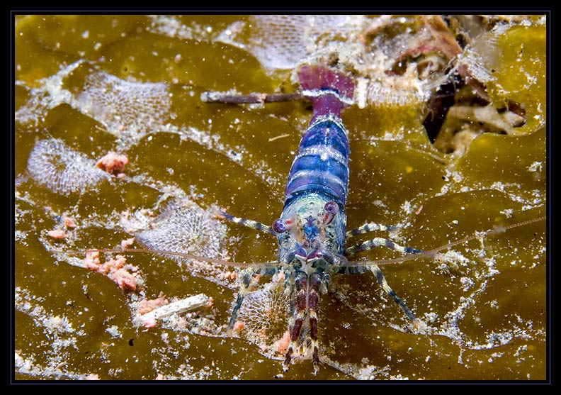 Colorful Shrimp