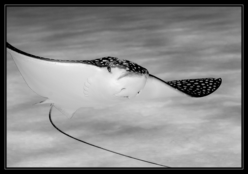 Spotted Eagle Ray