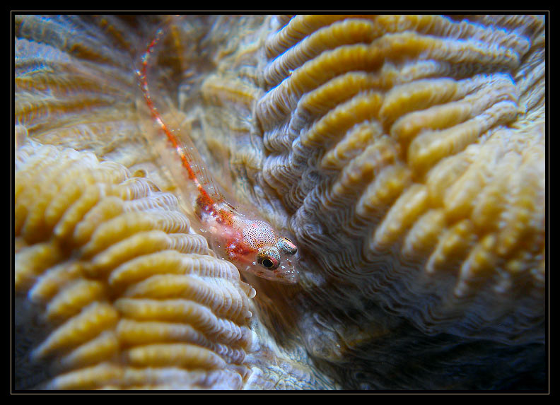 goby?  triplefin?