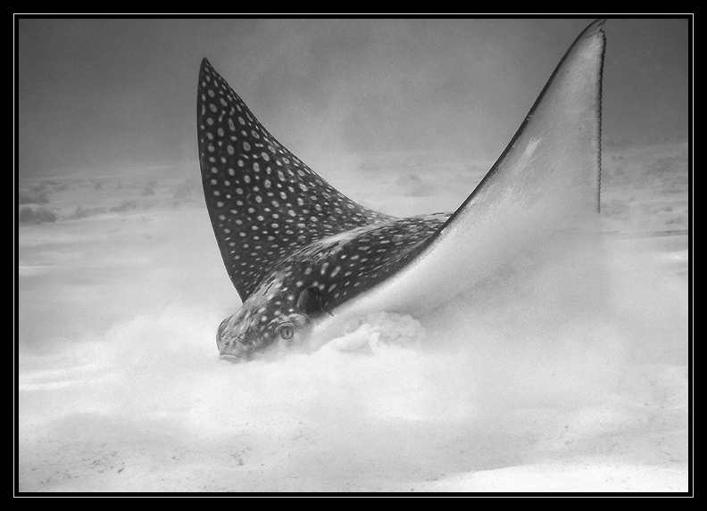 spotted eagle ray