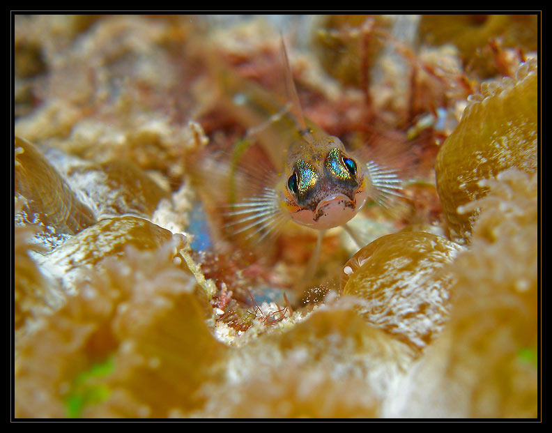 Peppermint  Goby