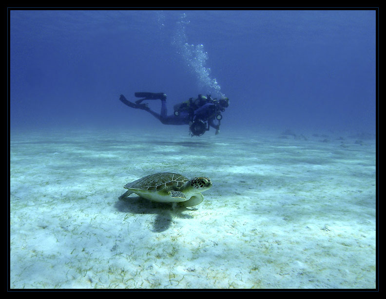 green sea turtle & Rick