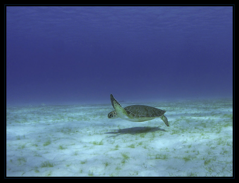 green sea turtle