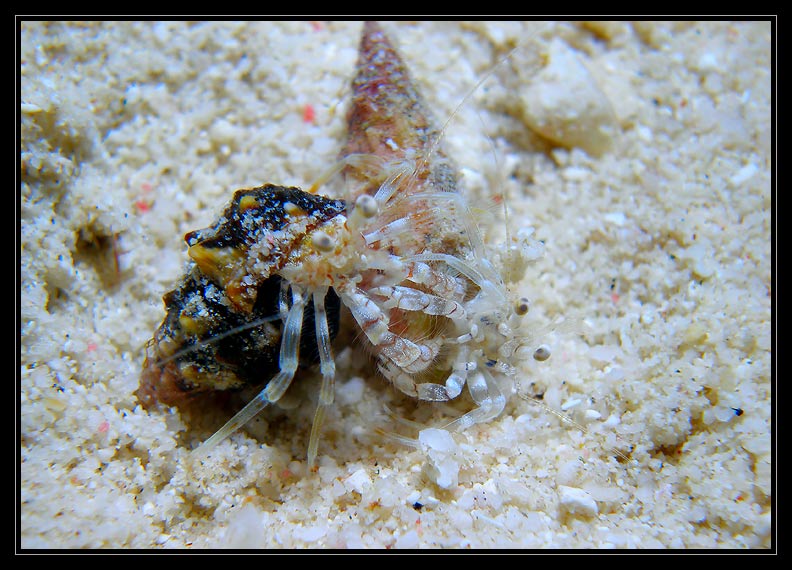 dueling hermit crabs