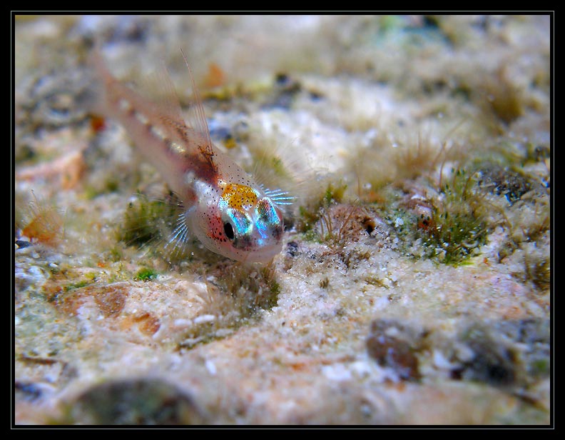 goby