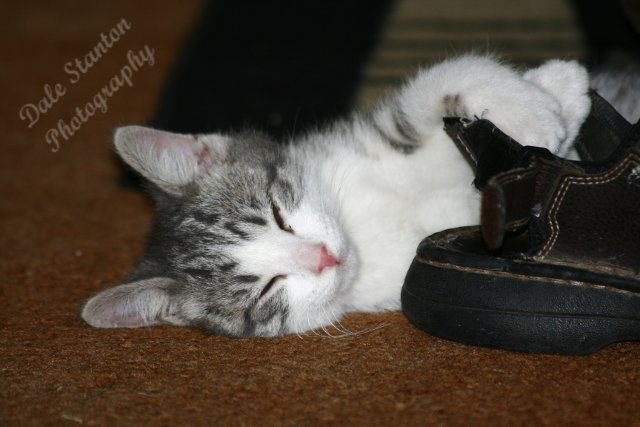 Buster Nappin - IMG_8007.JPG