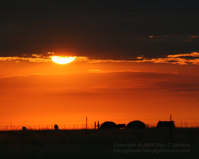 Sunrise Cattle - IMG_5691.JPG