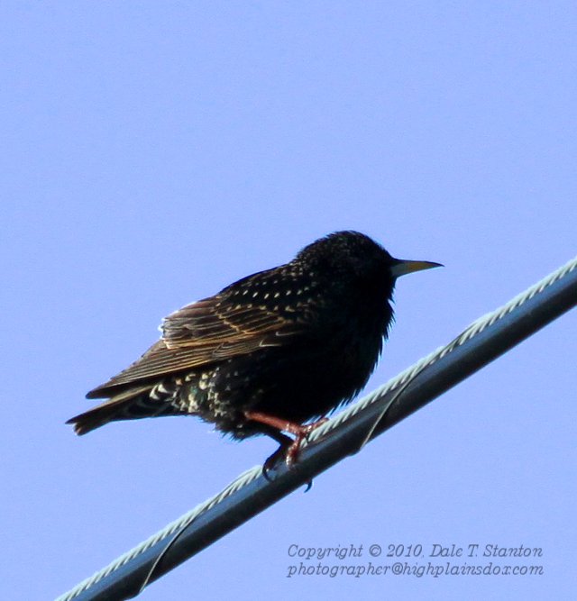 European Starling - IMG_0323.JPG