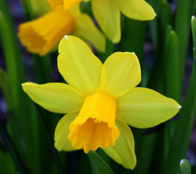 Daffodils - IMG_0433.JPG