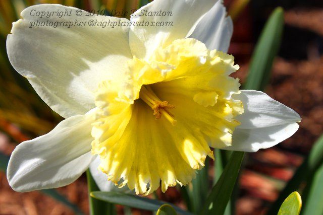 Daffodil - IMG_0426.JPG