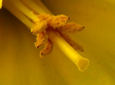 Heart of The Daffodil - IMG_0426.JPG