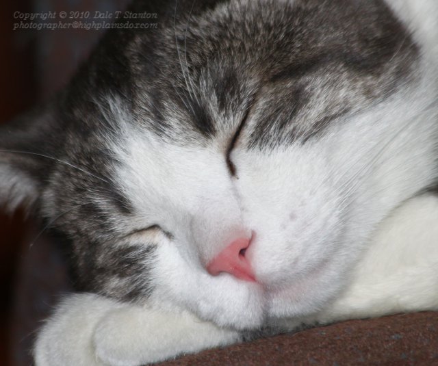 Buster Nappin - IMG_0639.JPG
