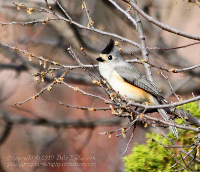 Black Crested Titmouse - IMG_0994.JPG