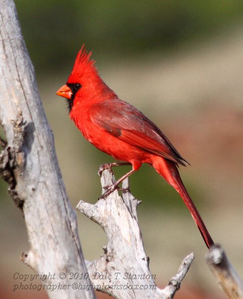 Cardinal - IMG_1046.JPG