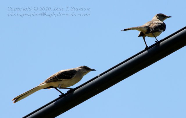 Mockingbirds - IMG_1191.JPG