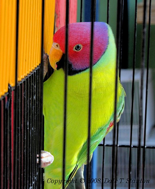 parrot 2.jpg