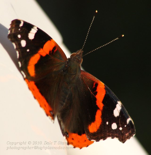 Red Admiral - IMG_1702.JPG