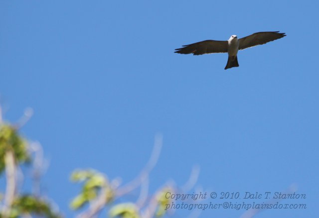 Kite Landing - IMG_1755.JPG