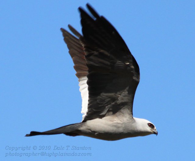 Kite FlyBy - IMG_1762.JPG