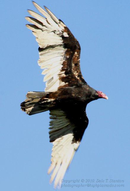 Vulture - IMG_6224.JPG