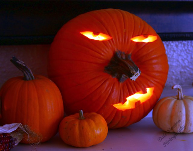 Jack - IMG_8675.JPG