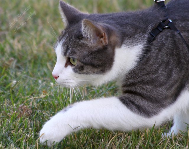 Stalking - IMG_8695.JPG
